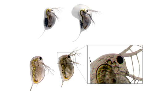 Predator induced defenses in Daphnia longicephala (top row, credit: Linda Weiss) and Daphnia pulex (bottom row, credit: Sina Becker). Left shows an undefended morphotype, right shows the defended morphotype. Insert shows magnification of expressed neckteeth. These morphological features render Daphnia less susceptible to predators. When the expression of these defensive traits is hampered by high levels of CO2, Daphnia is suspected to fall as prey more easily. Photo credit: Linda Weiss and Sina Becker